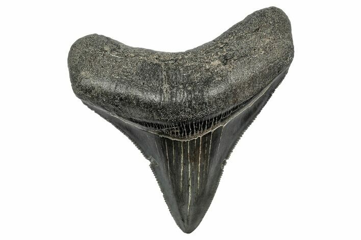Serrated, Posterior Fossil Megalodon Tooth - South Carolina #344637